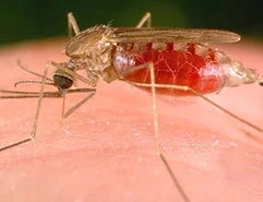 Malaria en América